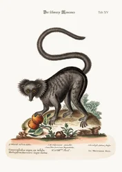 Der schwarze Maucauco, 1749-73